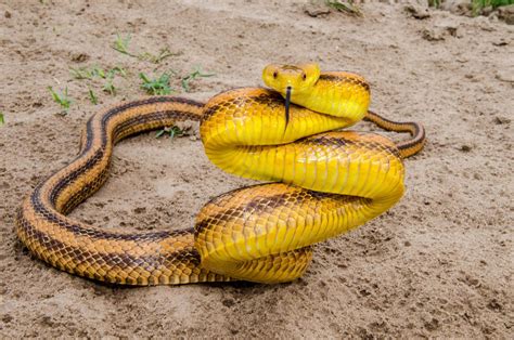 Pet Yellow Rat Snake - Anna Blog