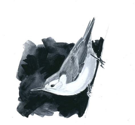 Monochrome Study: White-breasted Nuthatch step-by-step - John Muir Laws | Bird drawings ...