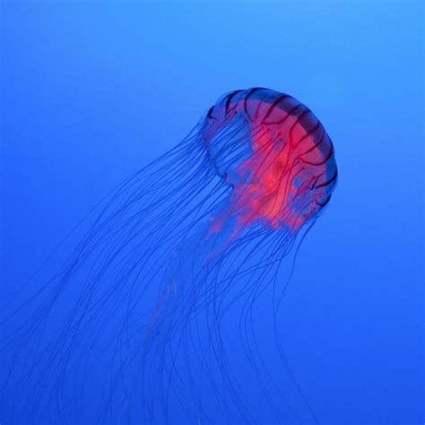 Mysterious blood-red jellyfish may be a rare, new species | Curious Times