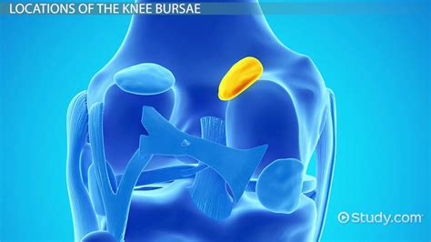 Knee Bursae | Anatomy, Joint & Locations - Lesson | Study.com