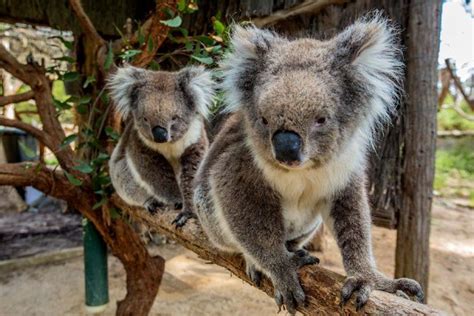 Cleland Wildlife Park Tour from Adelaide including Mount Lofty Summit ...