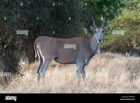 Senegal wildlife hi-res stock photography and images - Alamy