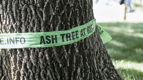 Ash Tree Growing Guide: Disease & Pests, Planting, Pruning & Care - GardenHugs.com