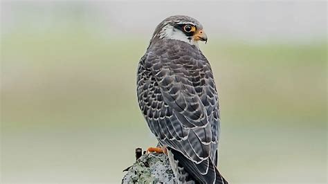 Amur Falcon: The most successful conservation story in the world from ...