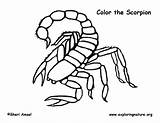 Scorpion Coloring Page sketch template