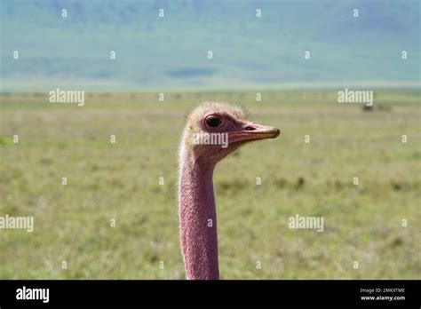 Ngorongoro crater safari Stock Photo - Alamy