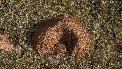 5 Natural Ways to Deal With Gophers - Northwest Center for Alternatives to Pesticides