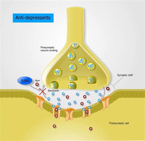 Axon Terminal - The Definitive Guide | Biology Dictionary