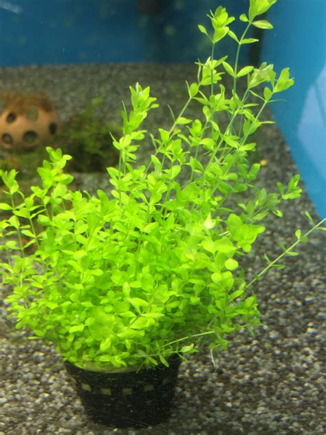 Micranthemum Micranthemoides (Pearl Weed) – Capricorn Aquarium