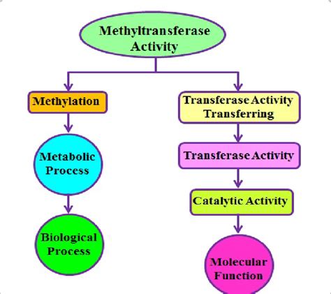 Projected the model for mechanism of methyltranferase action ...