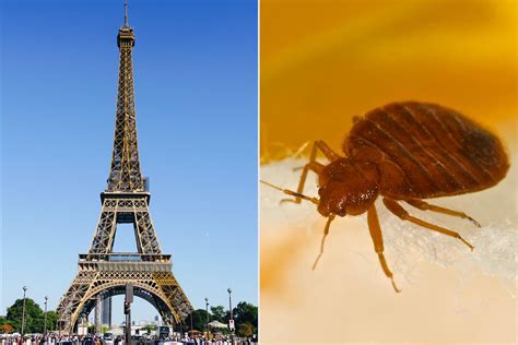 Paris Has a Massive Bed Bug Outbreak