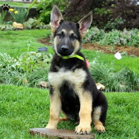 German Shepherd Puppies For Sale Qld Australia - Pets Lovers