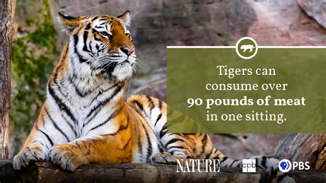 Tiger Fact Sheet | Blog | Nature | PBS