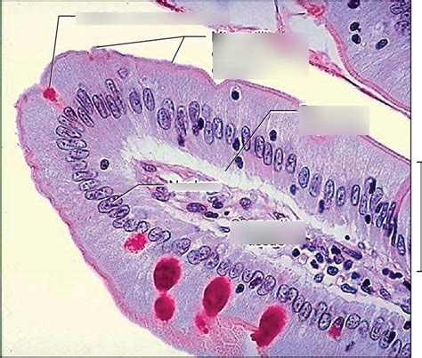 Simple Columnar Epithelium Diagram Diagram | Quizlet