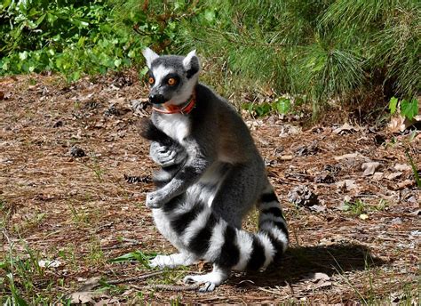 Ring-tailed Lemur - Duke Lemur Center