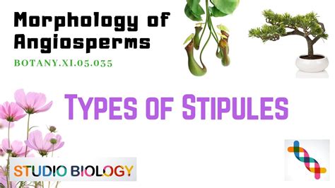 Class 11-Botany Lecture-Discuss The Different Types Of STIPULES & Its Structure With Example-3. ...