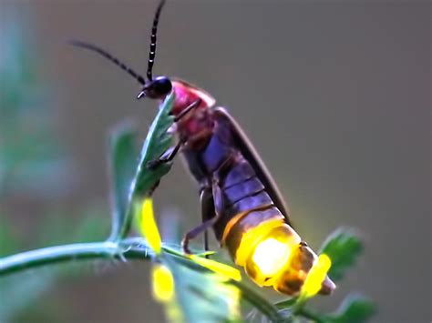 Firefly Species at Risk | Xerces Society