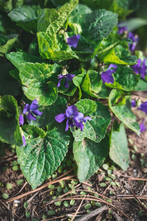 How to Make Candied Violets (Sugared Violets Recipe) | Fare Isle