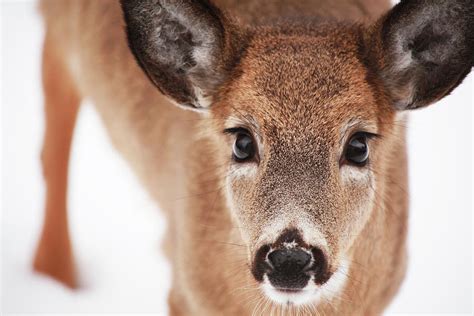 Big Deer Eyes Photograph by Karol Livote - Pixels