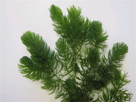 Ceratophyllum demersum | Hornwort Pond Plants | UK Grown | Direct Delivery