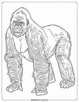 100  Gorilla coloring Pages Free PDF To Print Woo Coloring sketch template