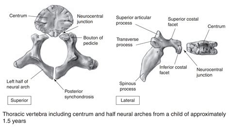 Obscure vertebral anatomy term of the day: bouton | Sauropod Vertebra ...