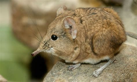 Elephant Shrew | Elephant shrew, Baby animals, Animals