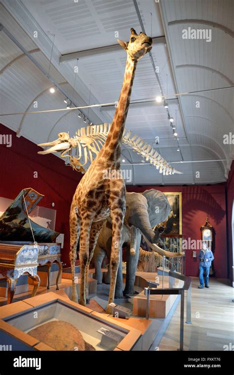 Natural History Galleries inside Exeter Museum, Exeter, UK Stock Photo - Alamy