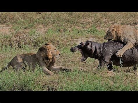 Lion Vs Hippo || Lion Vs Hippo Fight To Death || Lion Vs Hippo Real Fight Compilation - YouTube