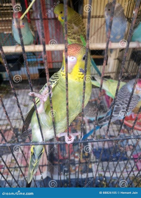 Parakeets in cage stock image. Image of australian, bell - 88826105