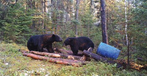 Productive Bear Baiting Locations | Grand View Outdoors