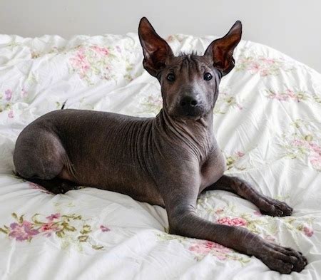 Xoloitzcuintle Dog Breed Information and Pictures