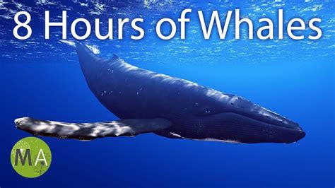 8 Hours of Whale Sounds Deep Underwater for Sleep and Relaxation in ...