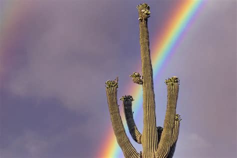 Saguaro Cactus With Vibrant Rainbow And Dove In Arizona