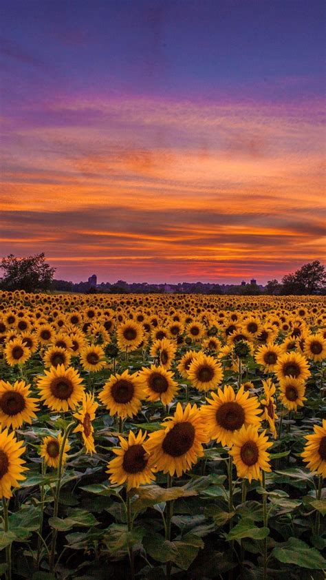 Sunflower Field Sunset Wallpapers - Top Free Sunflower Field Sunset ...