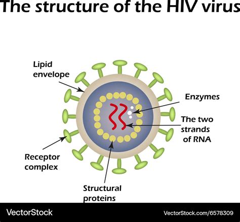 Structure of the aids virus hiv Royalty Free Vector Image