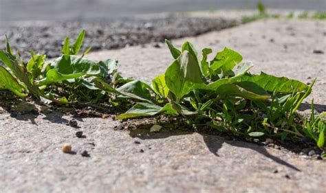 How to remove weeds: Two ways to use water to ‘effectively’ kill weeds ...