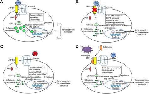 Mechanism of action of romosozumab. Notes: Romosozumab is a human ...