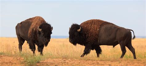 Passport to Texas » Official State Bison Herd