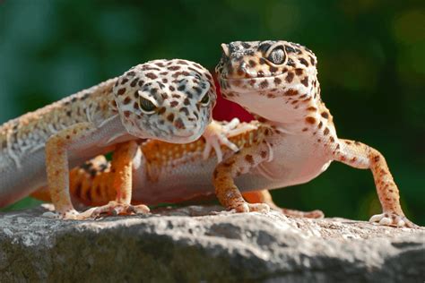 Leopard Gecko Breeding: How To Guide