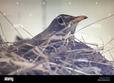 Female american robin nesting hi-res stock photography and images - Alamy