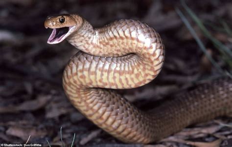 Social media struggles to find deadly Eastern brown snake hidden in a ...