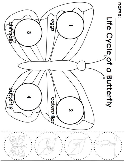 Happy Little Kindergarten: Butterfly Life Cycle