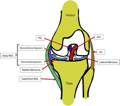 Acl Mcl Diagram