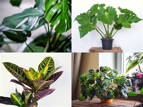 27 Tropical & Exotic House Plants You Should Grow In Your Home