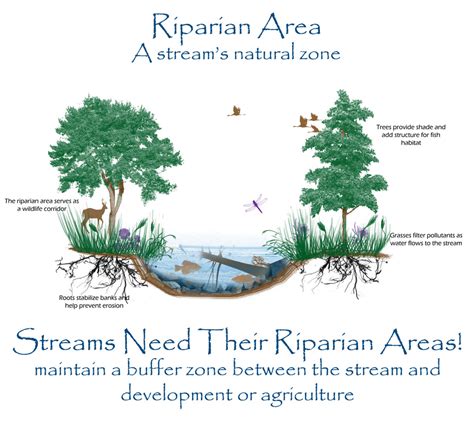 Riparian Areas - Blue Thumb