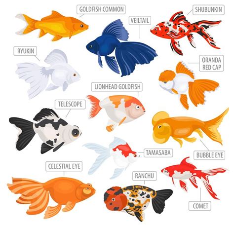 Goldfish Body Types | Fish breeding, Freshwater aquarium fish, Pet goldfish