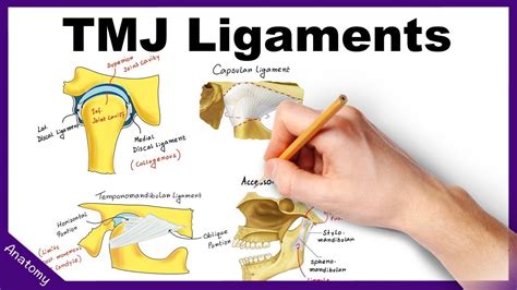 Temporomandibular Joint (TMJ) Ligaments - Anatomy & Functions - YouTube