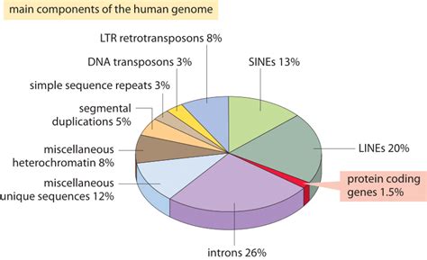 Is C value paradox applied only for genome size, or to genome complexity, as well?