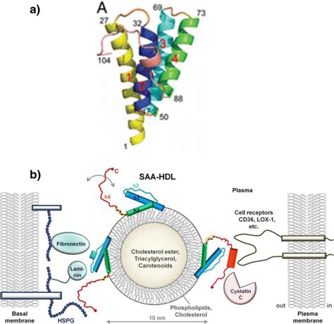 Serum amyloid A – a review | Molecular Medicine | Full Text